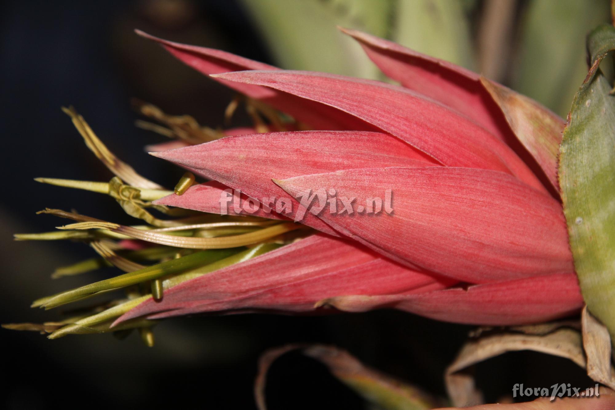 Billbergia decora