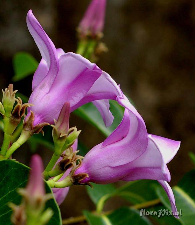 Dipladenia sp. Flowers