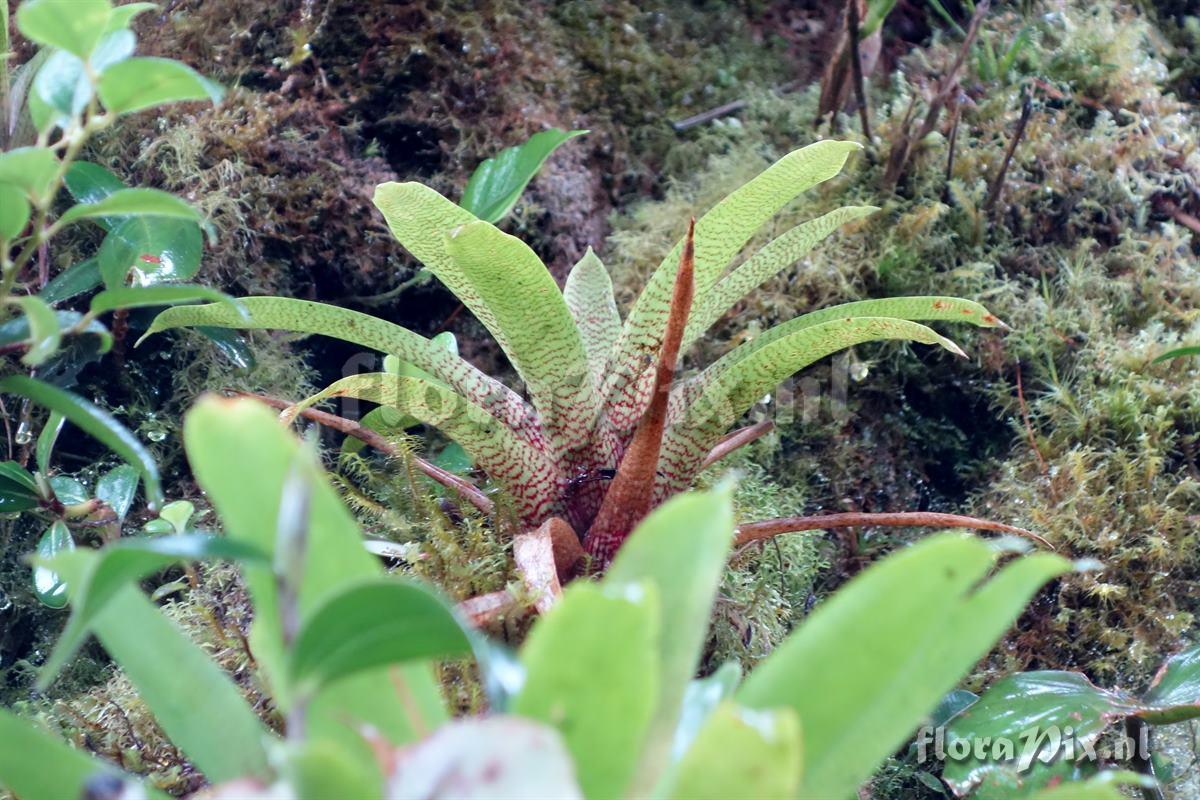 Werauhia hygrometrica