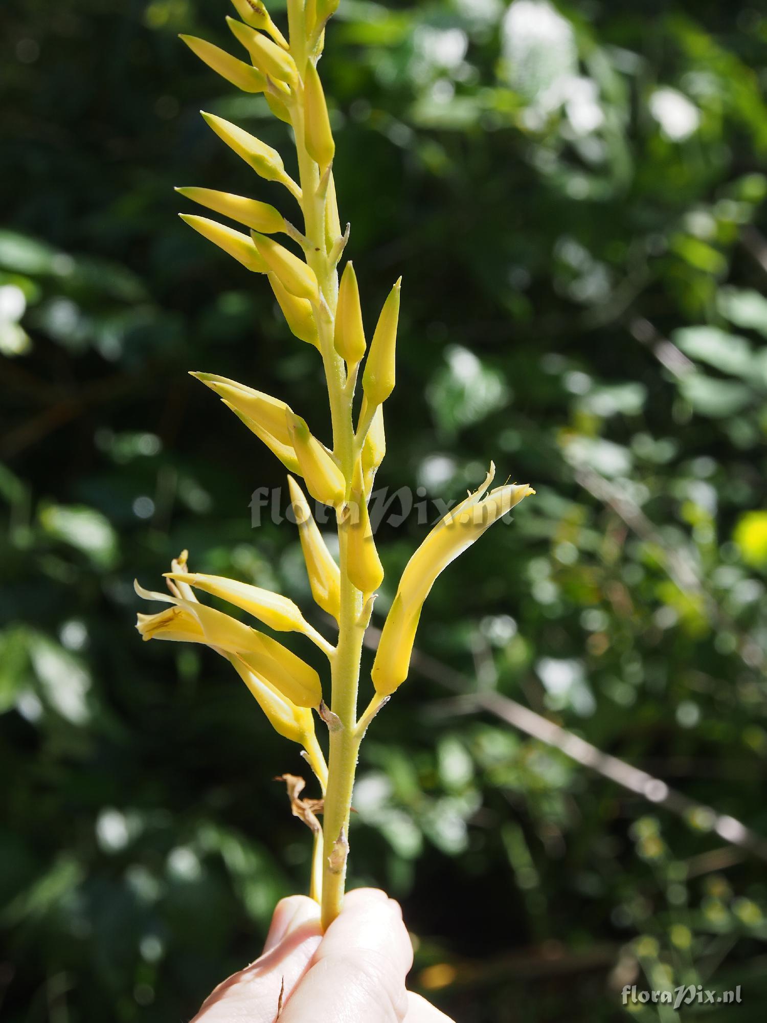 Pitcairnia microtrinensis?