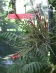 Tillandsia schiedeana hybrid
