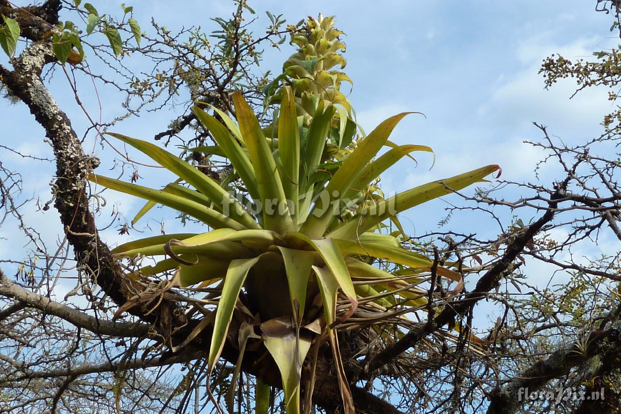 Tillandsia tillii