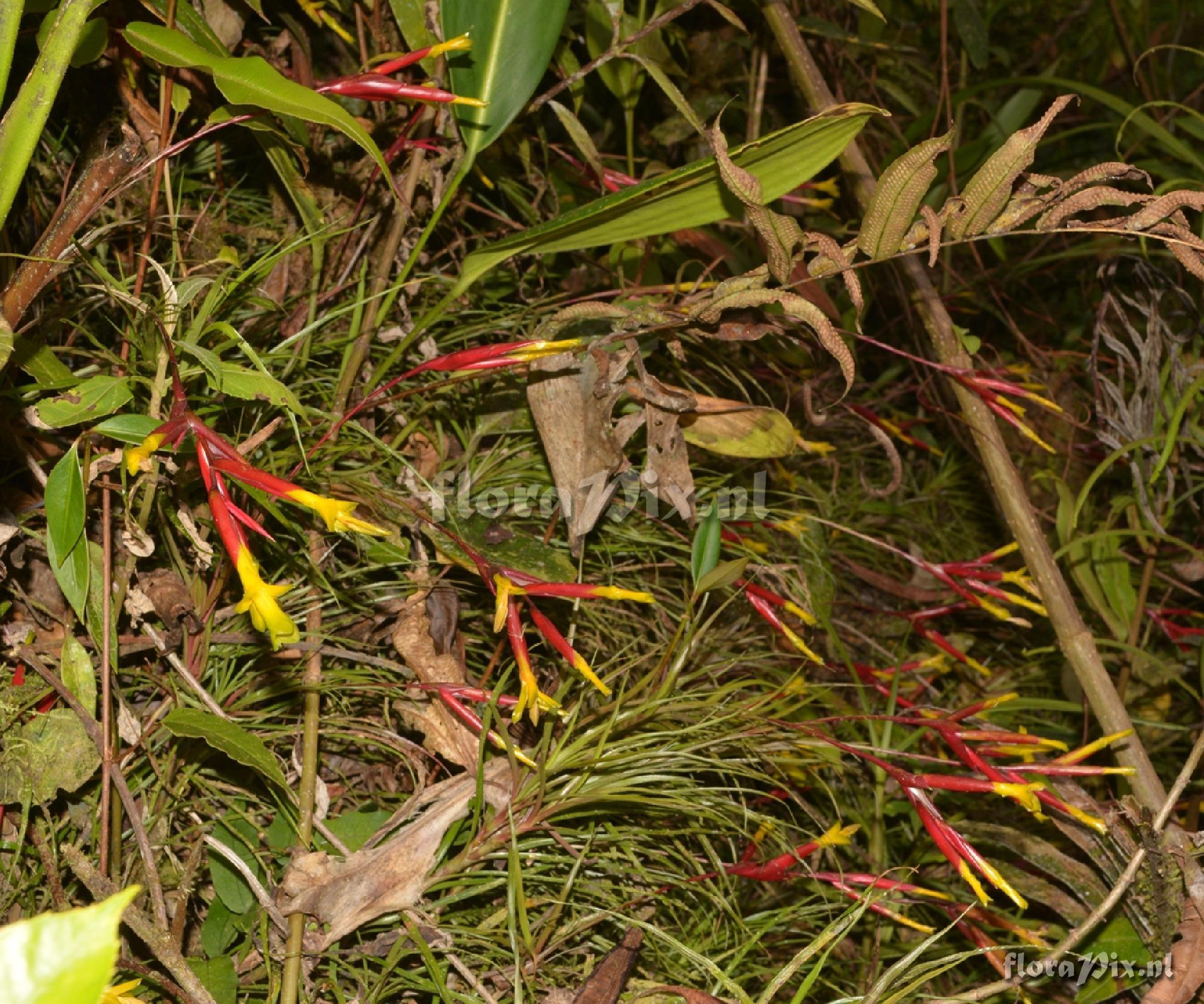 Guzmania oligantha