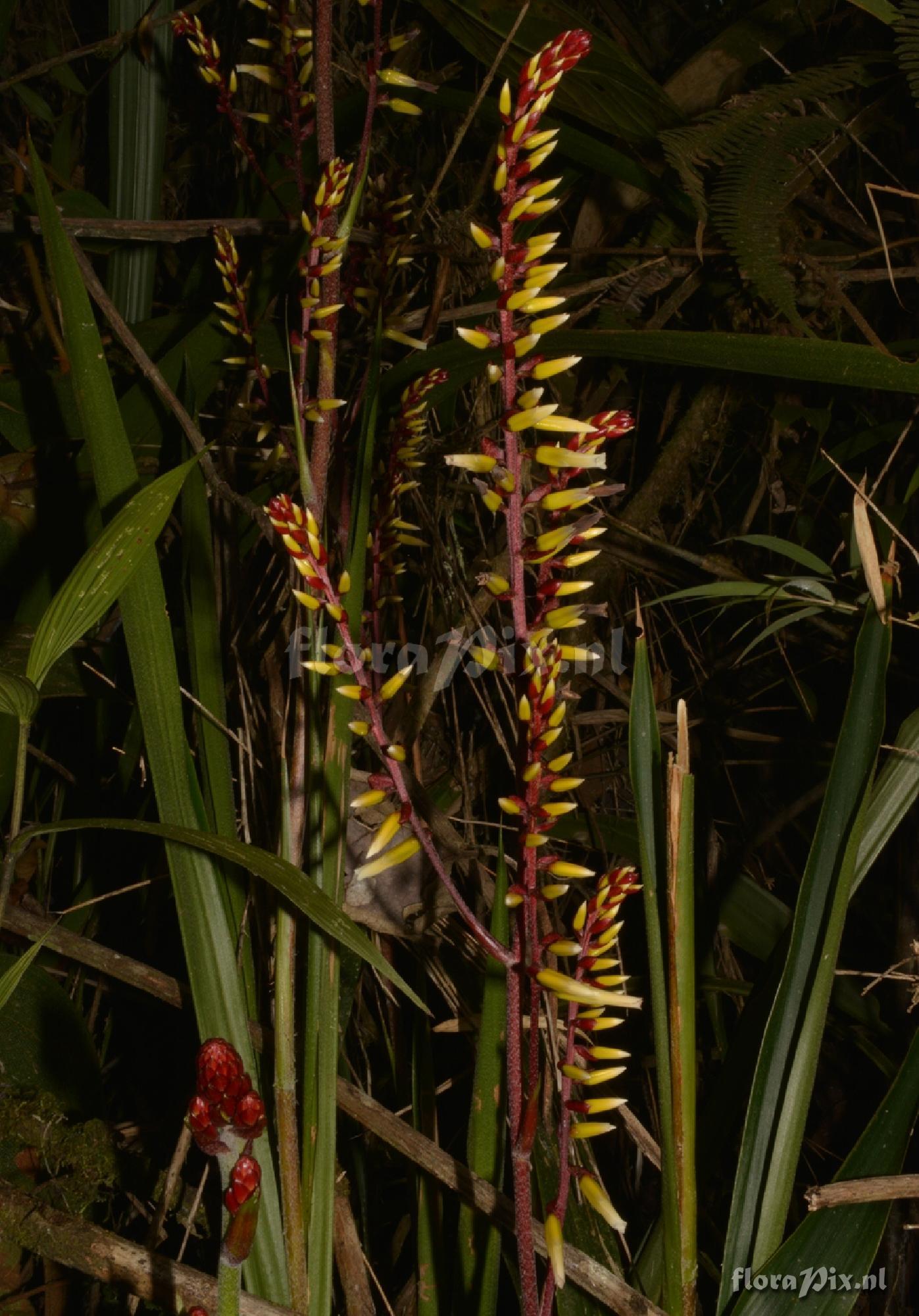 Pitcairnia sp.