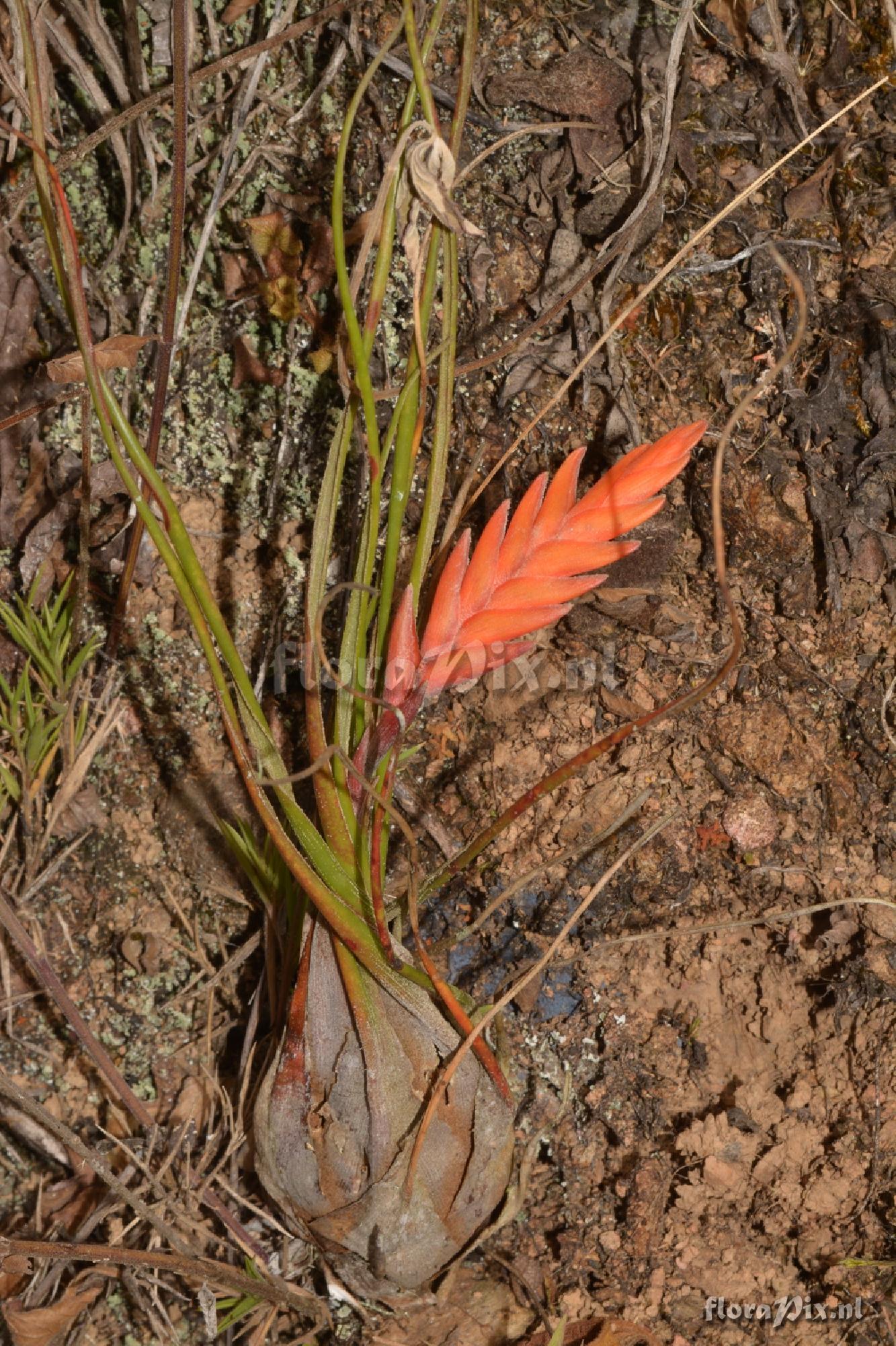 Racinaea aff. undulifolia