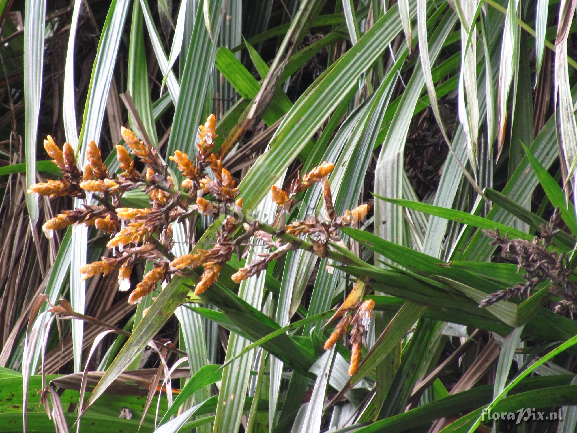 Guzmania sp.