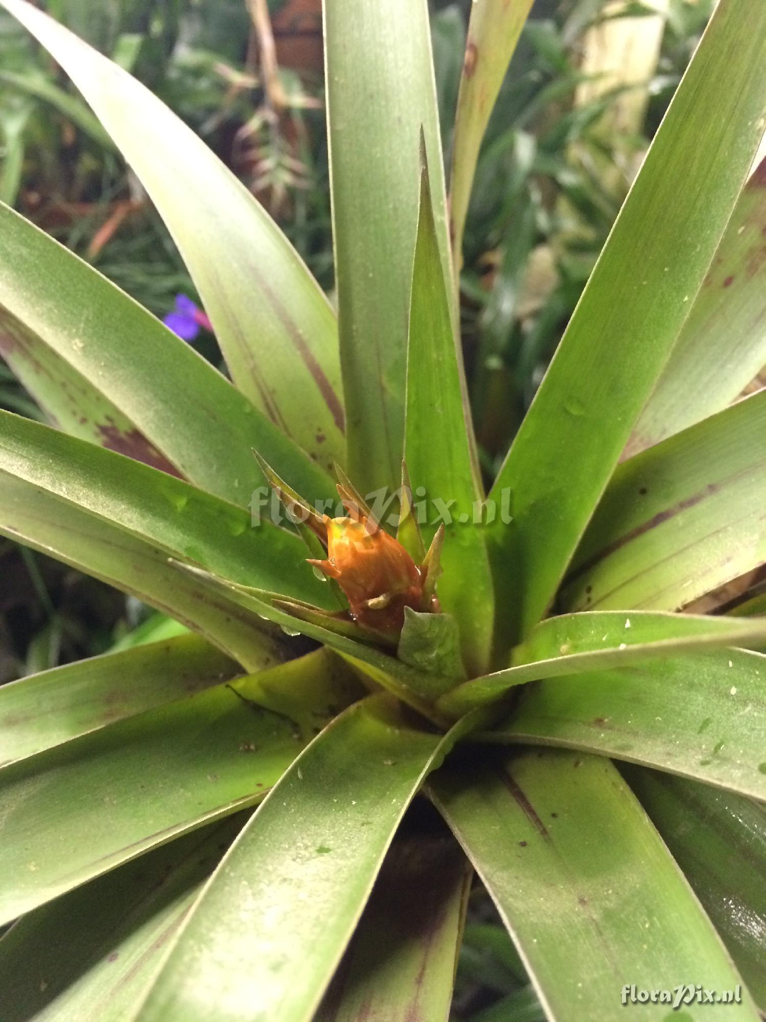 Tillandsia confinis