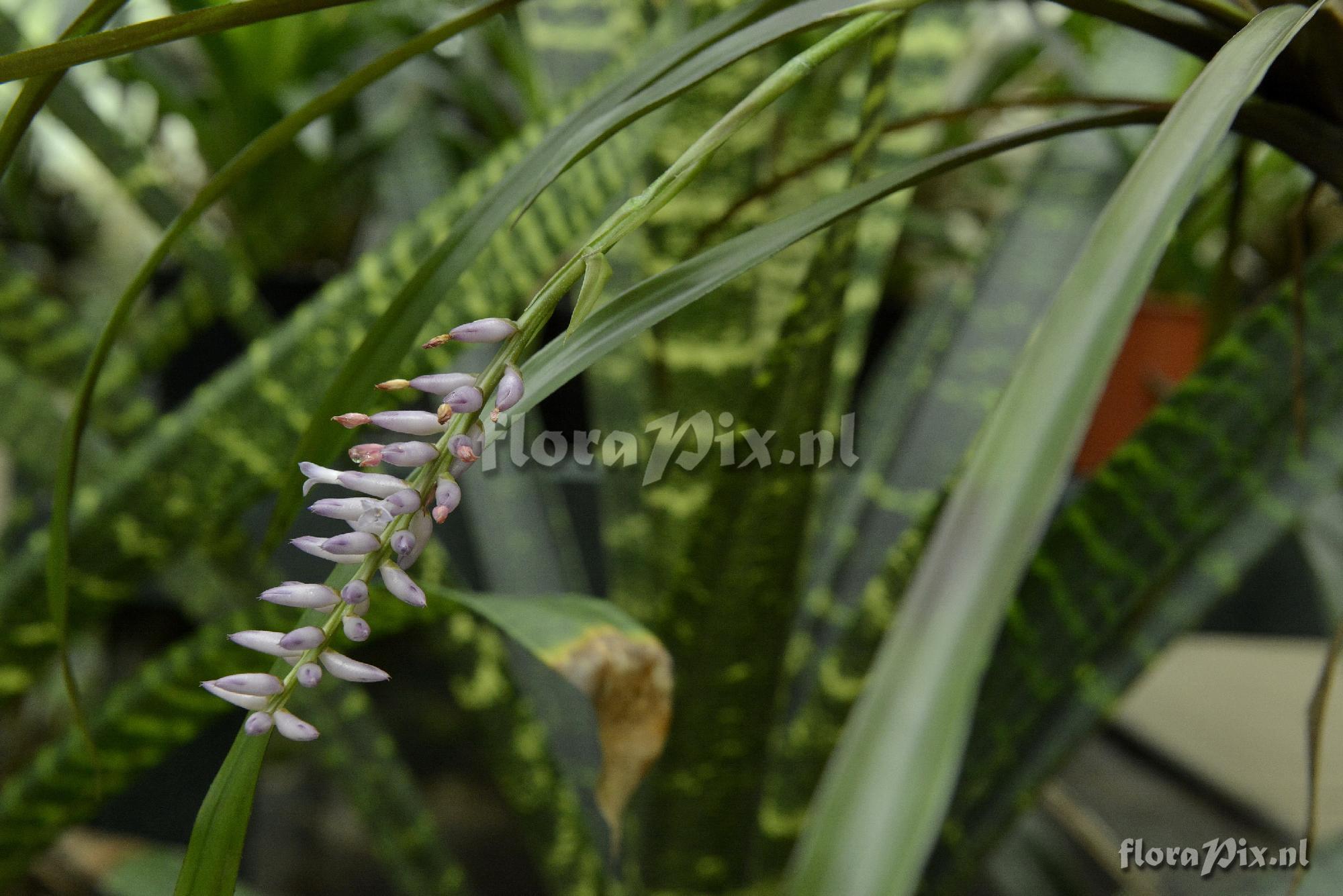 Aechmea subintegerrima