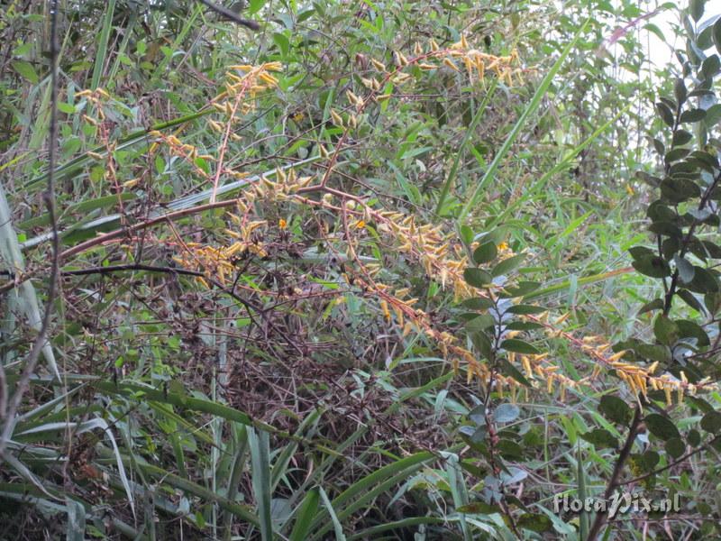 Pitcairnia echinata