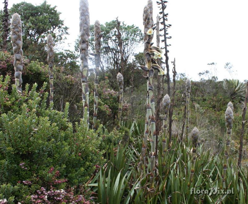 Puya sp.