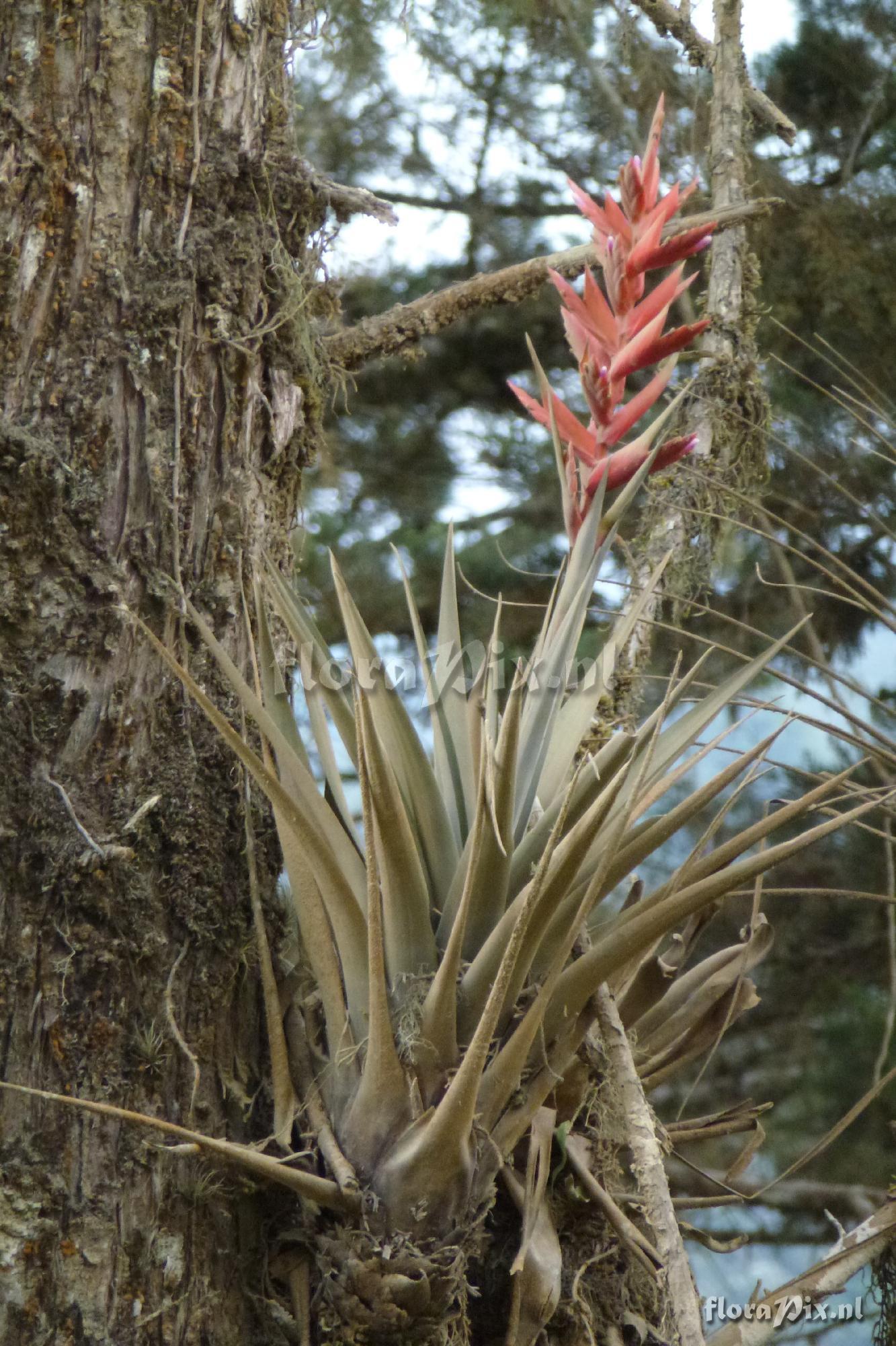 Tillandsia restrepoana ?