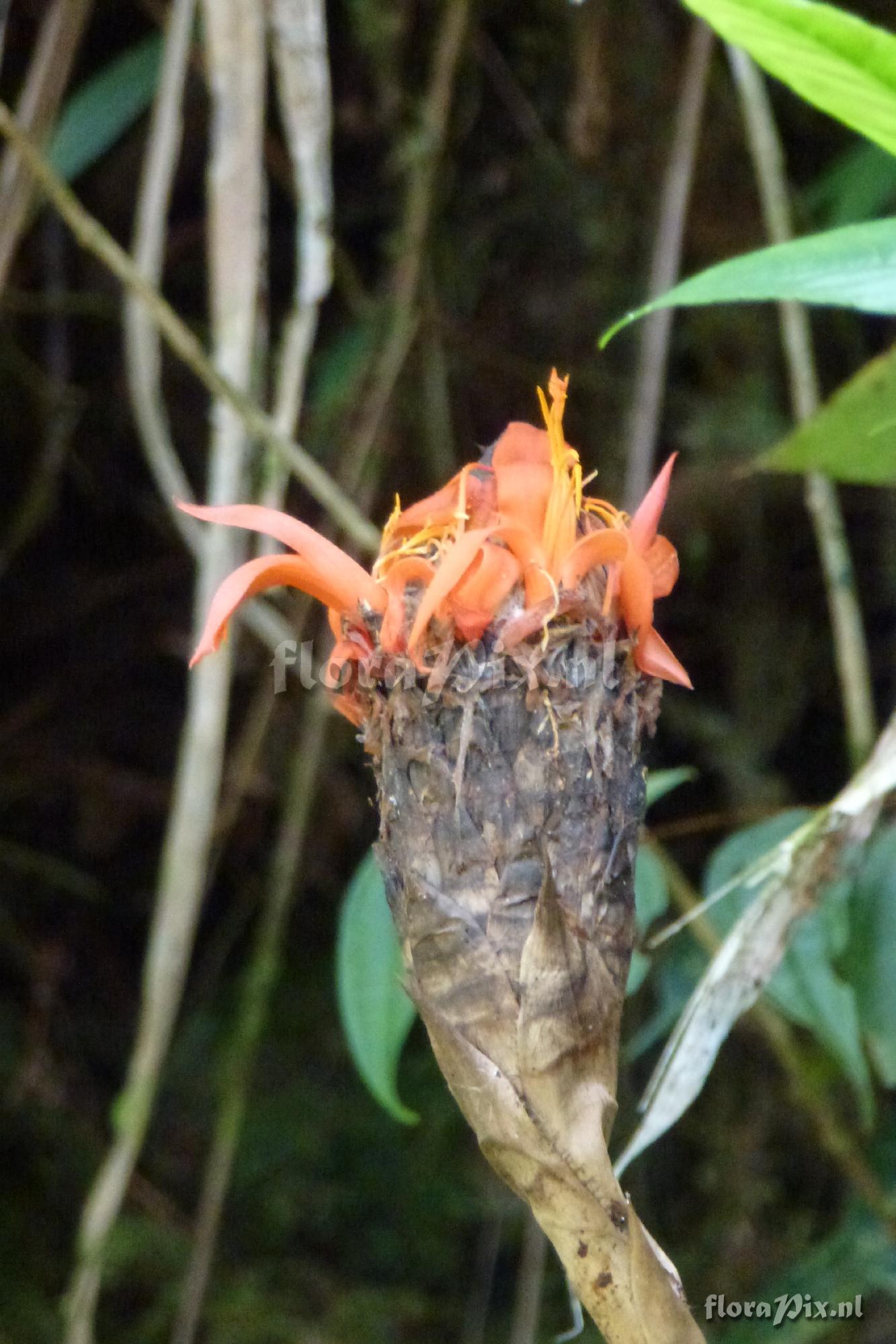 Pitcairnia sp?