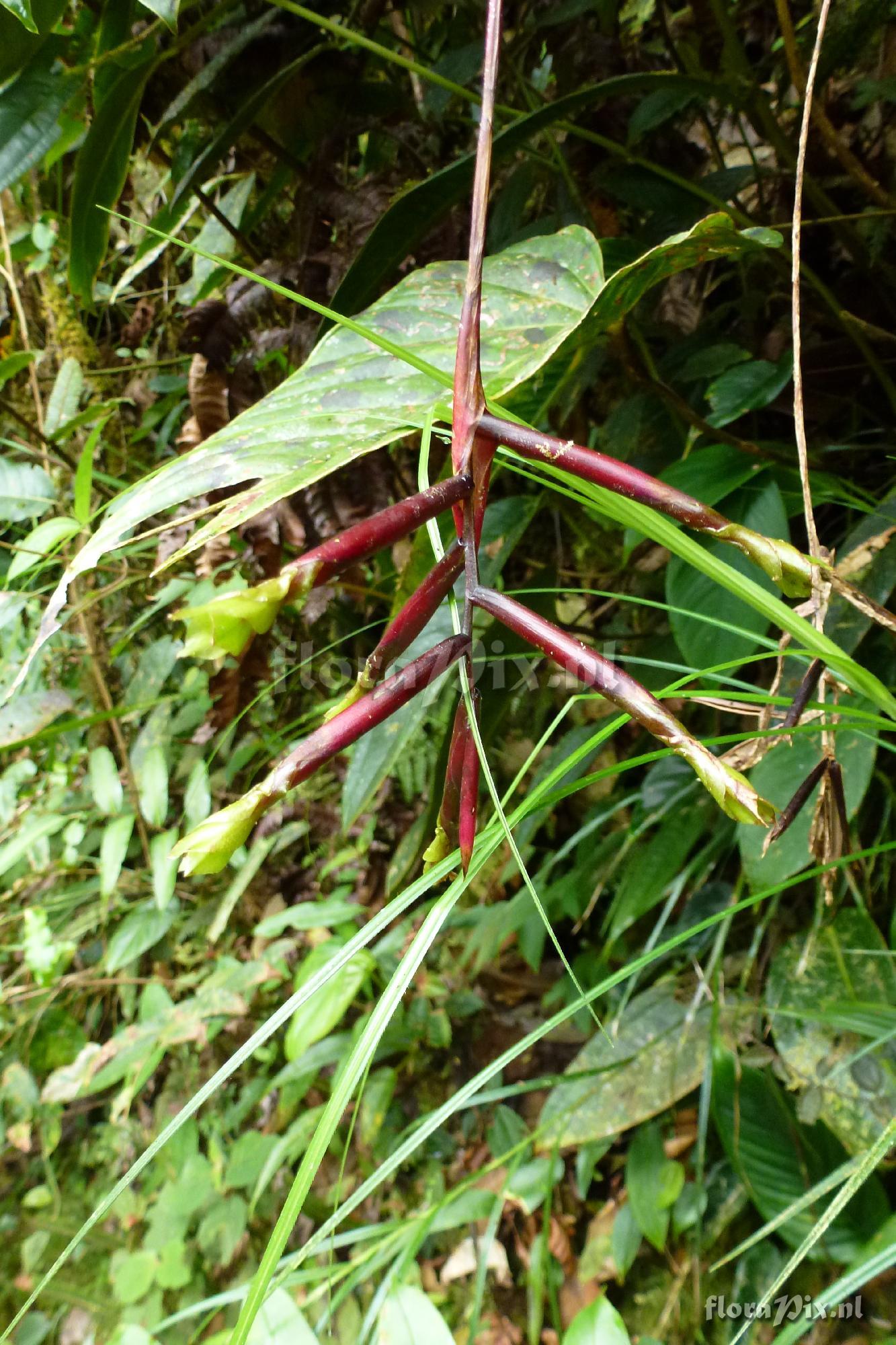 Guzmania sp?