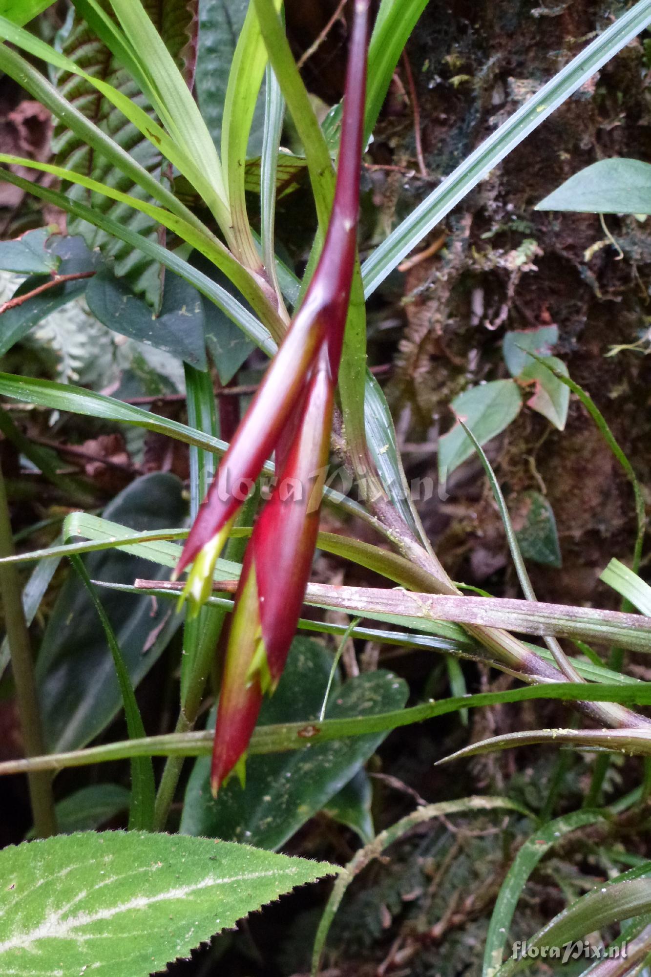 Guzmania sp?