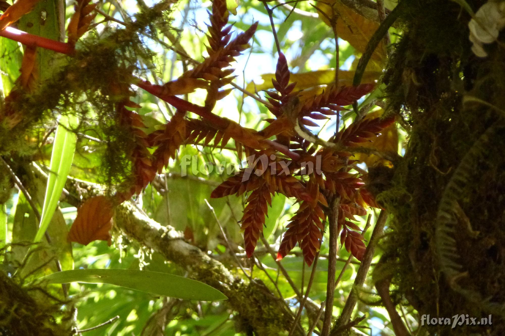 Tillandsia aff. asplundii