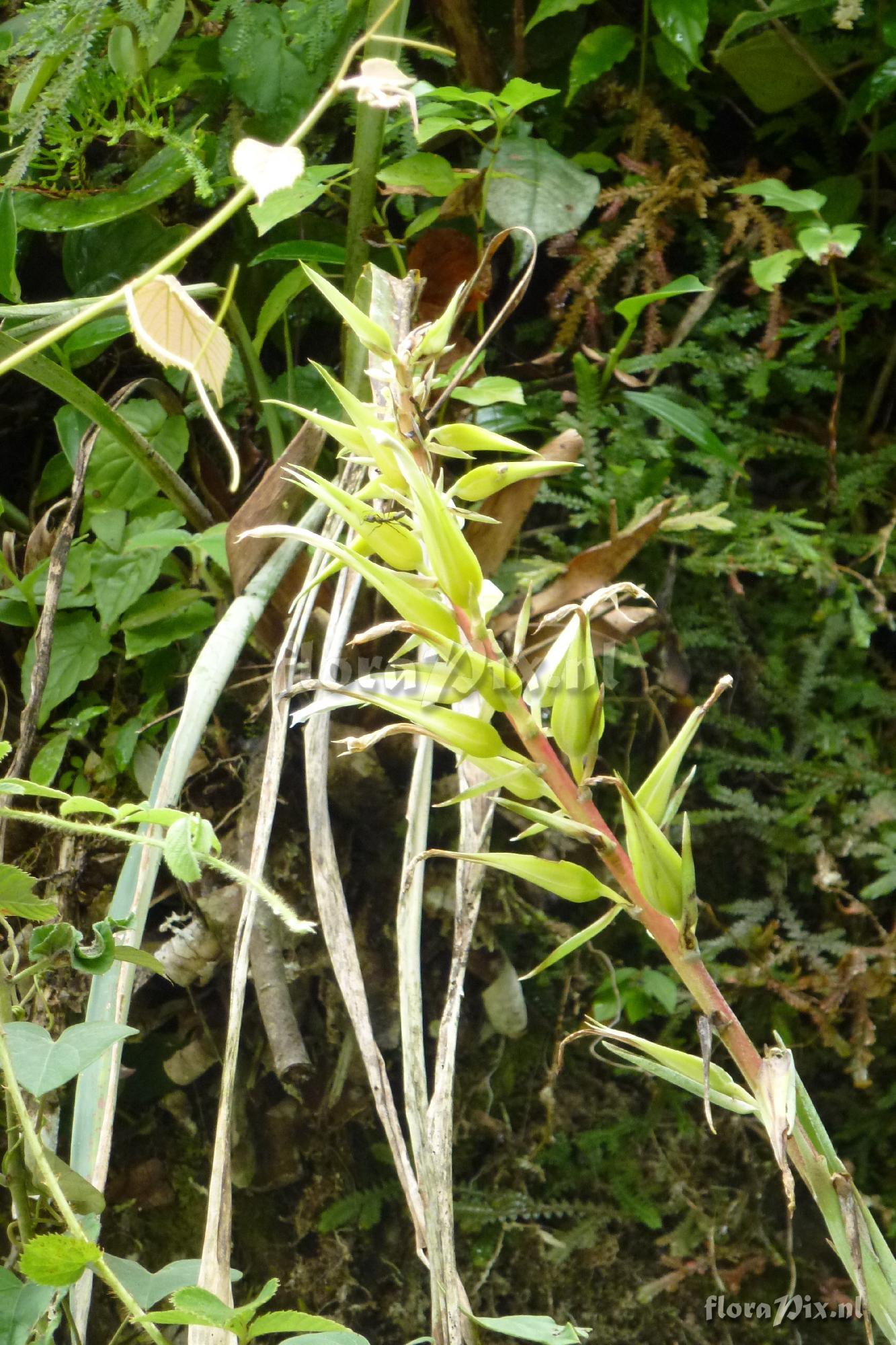 Pitcairnia megasepala