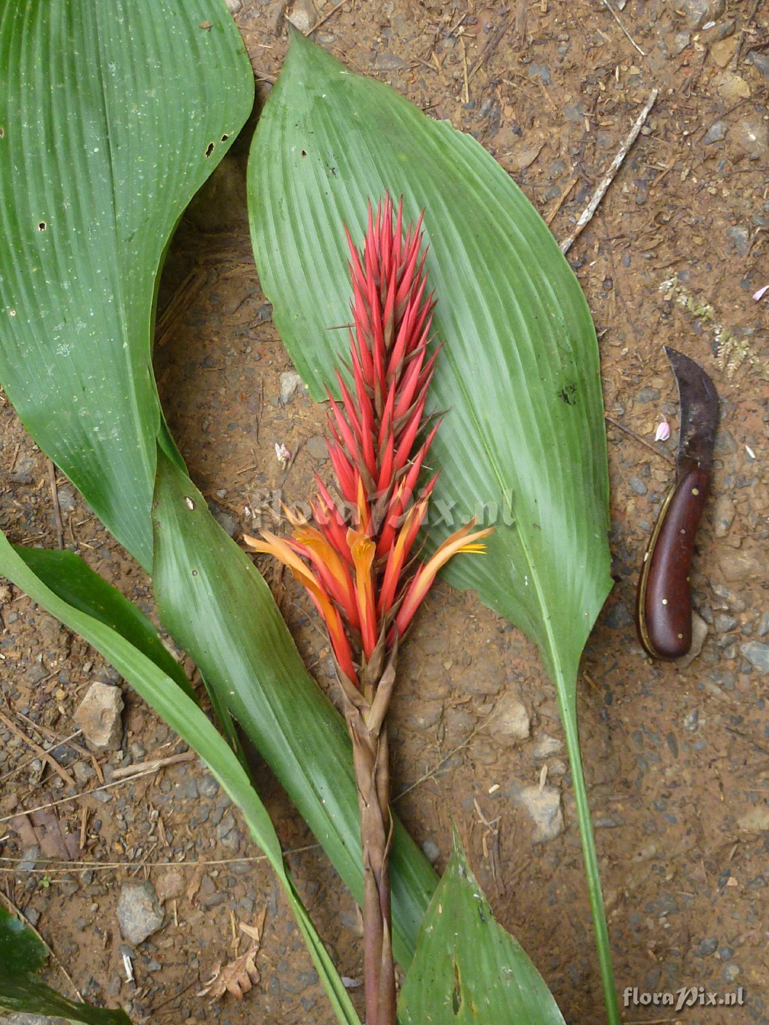 Pitcairnia sp?