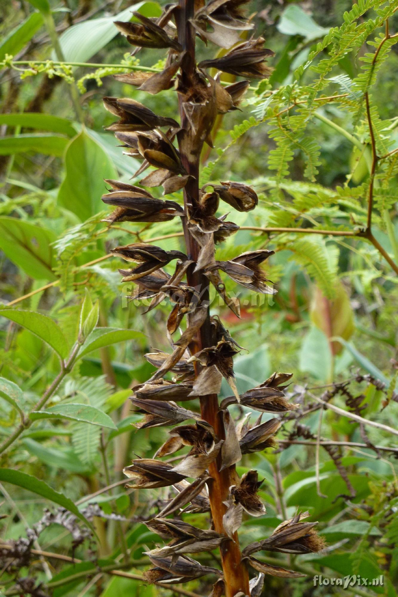 Pitcairnia sp?