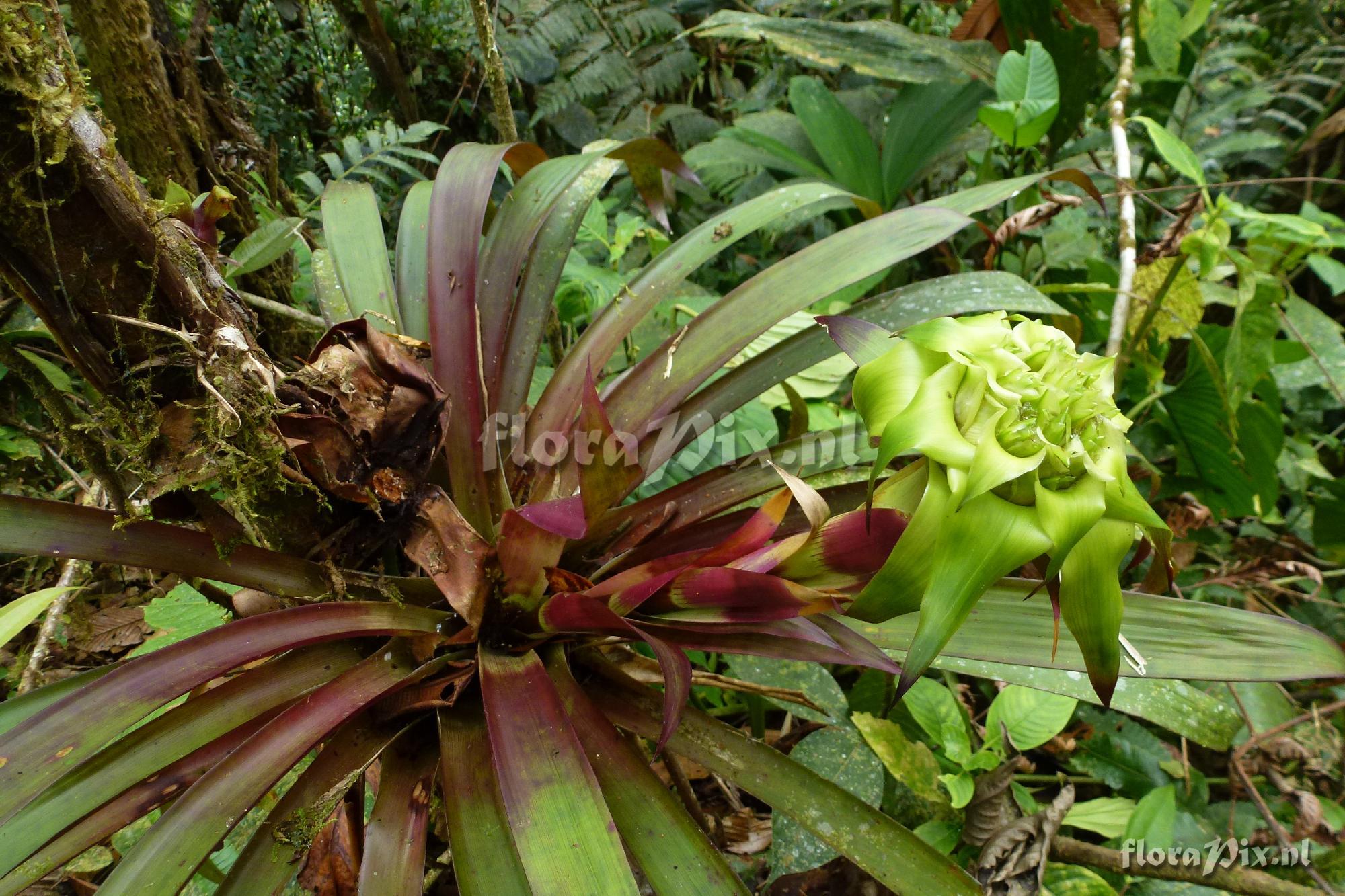 Guzmania sp?