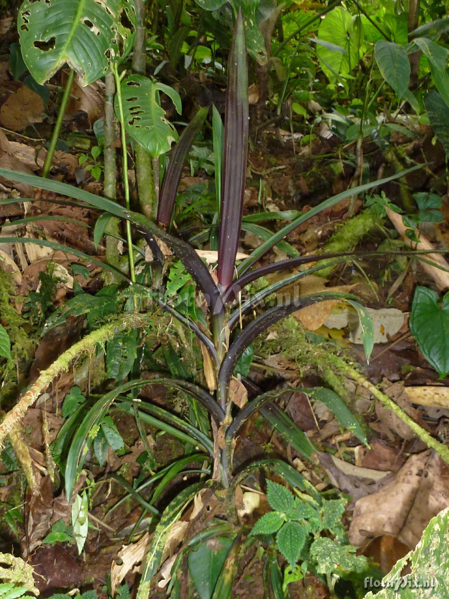 Guzmania flagellata