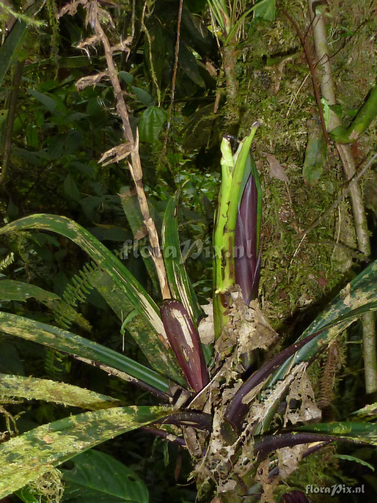 Guzmania flagellata