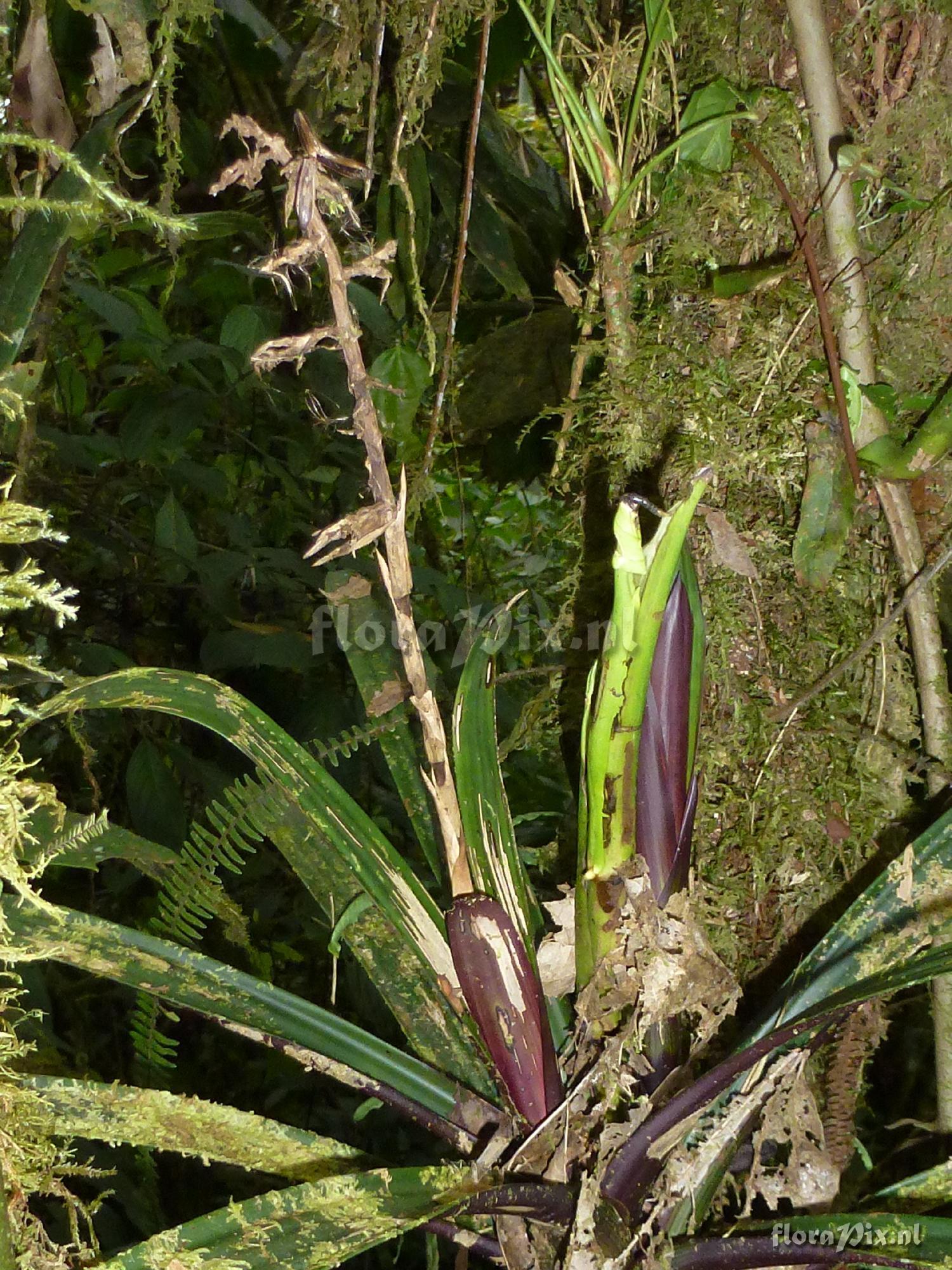 Guzmania flagellata