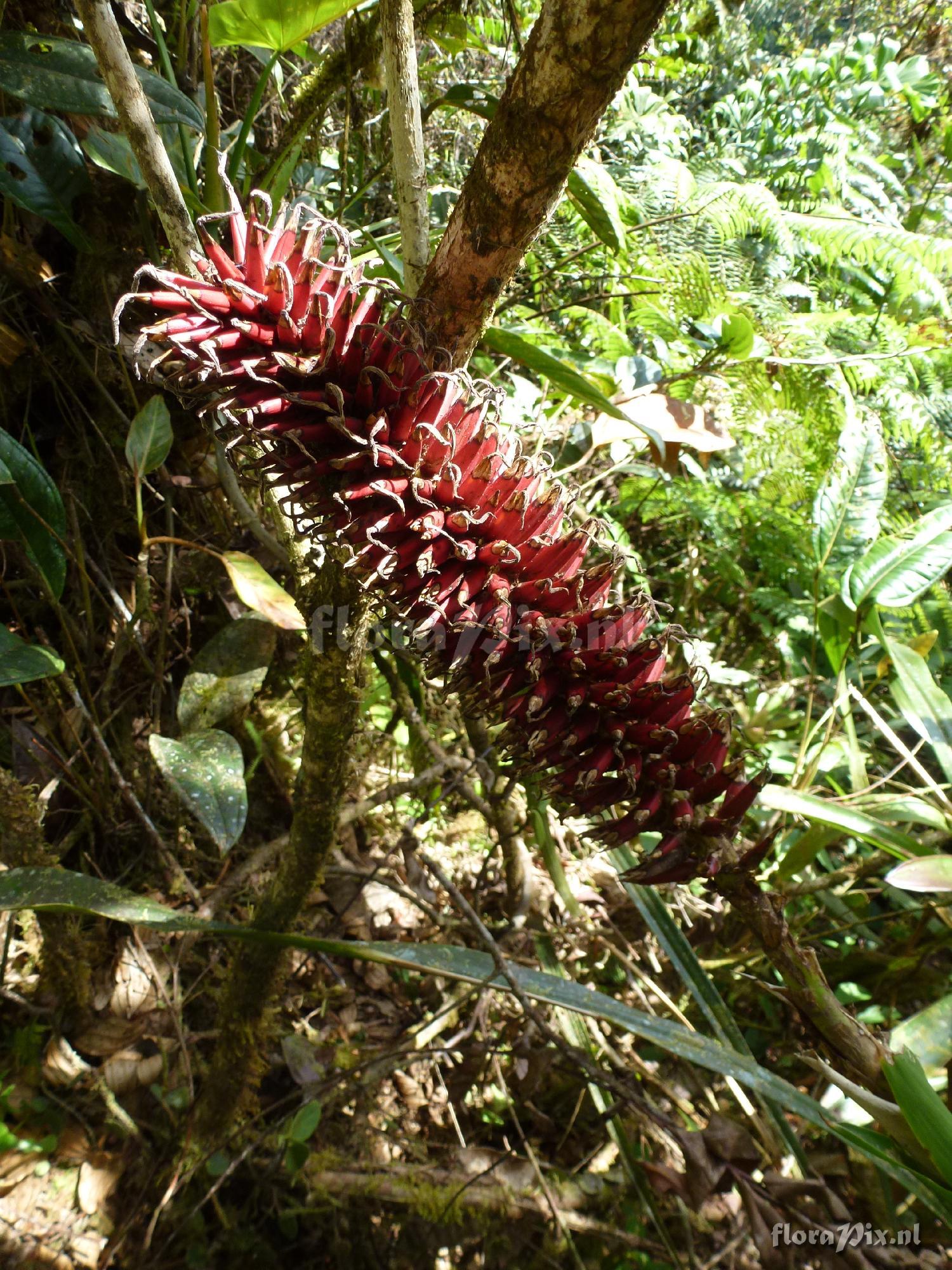 Pitcairnia sp?