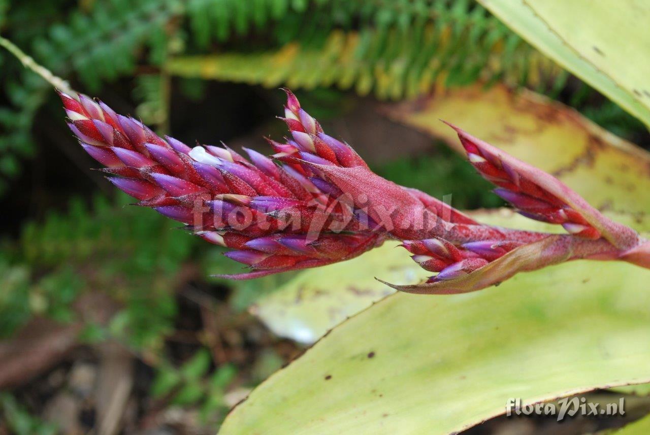 Aechmea 