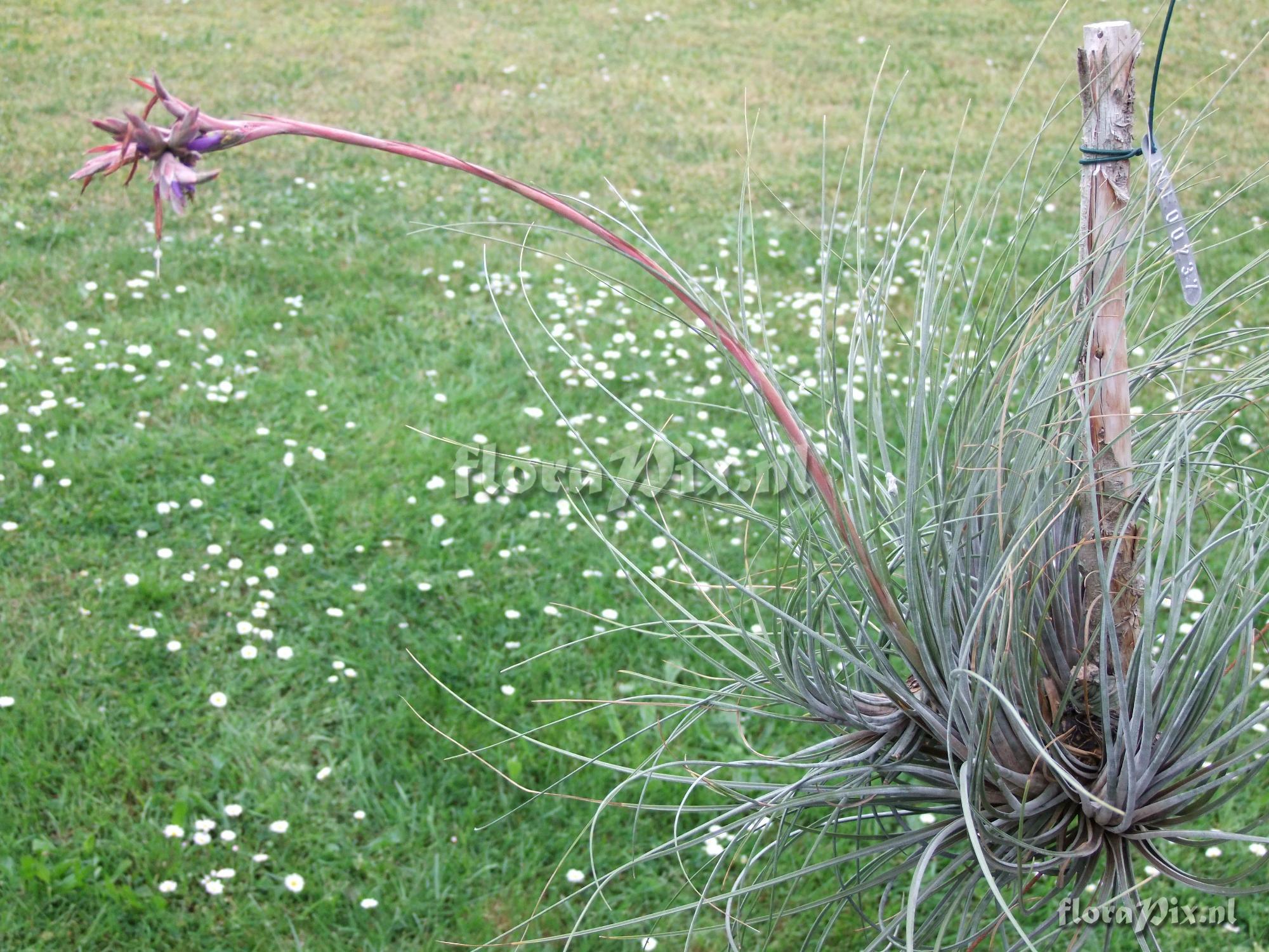 Tillandsia cf. juncea