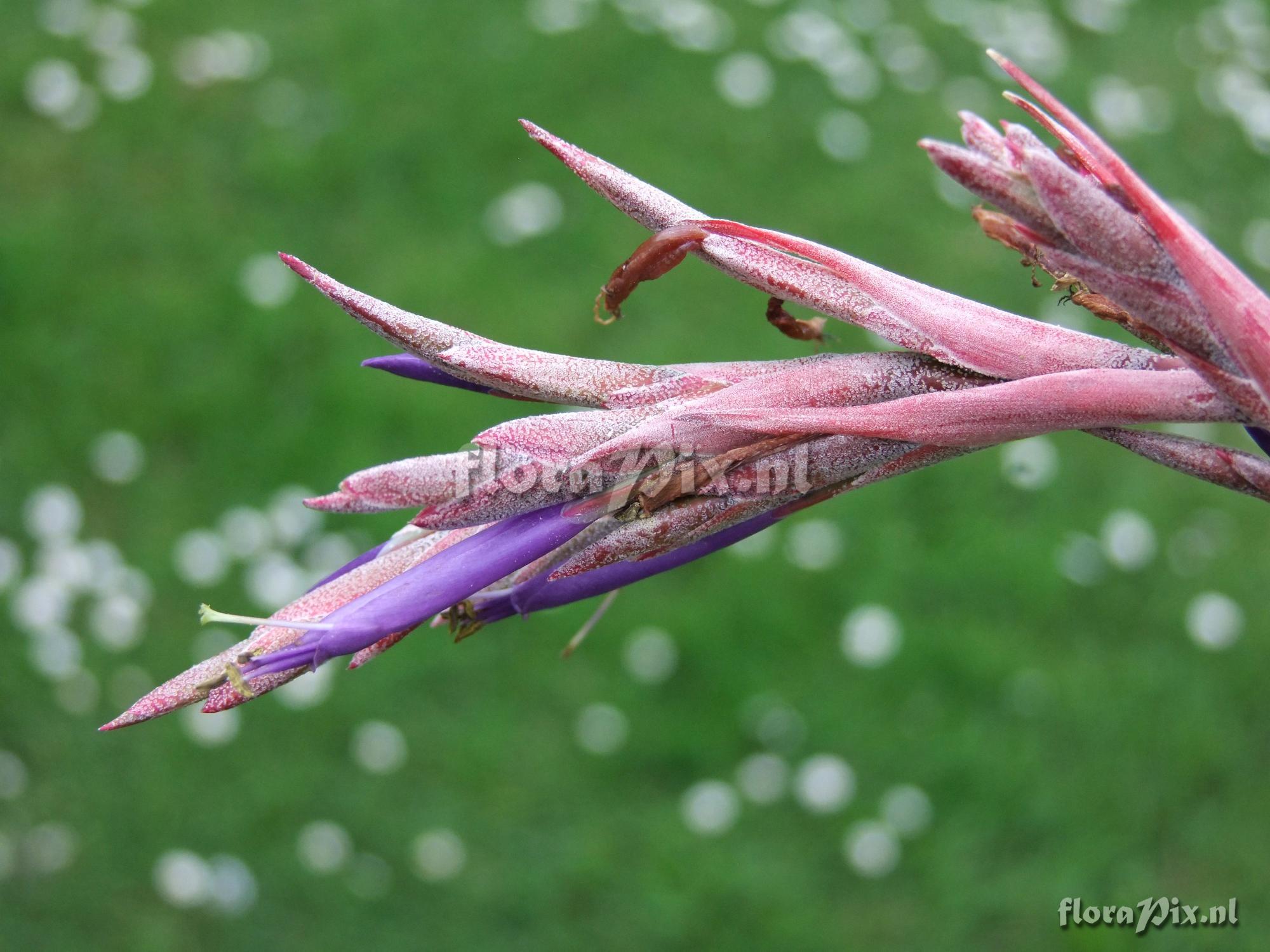 Tillandsia cf. juncea