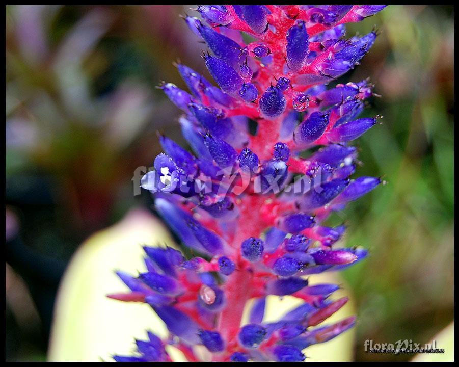 Aechmea fendleri