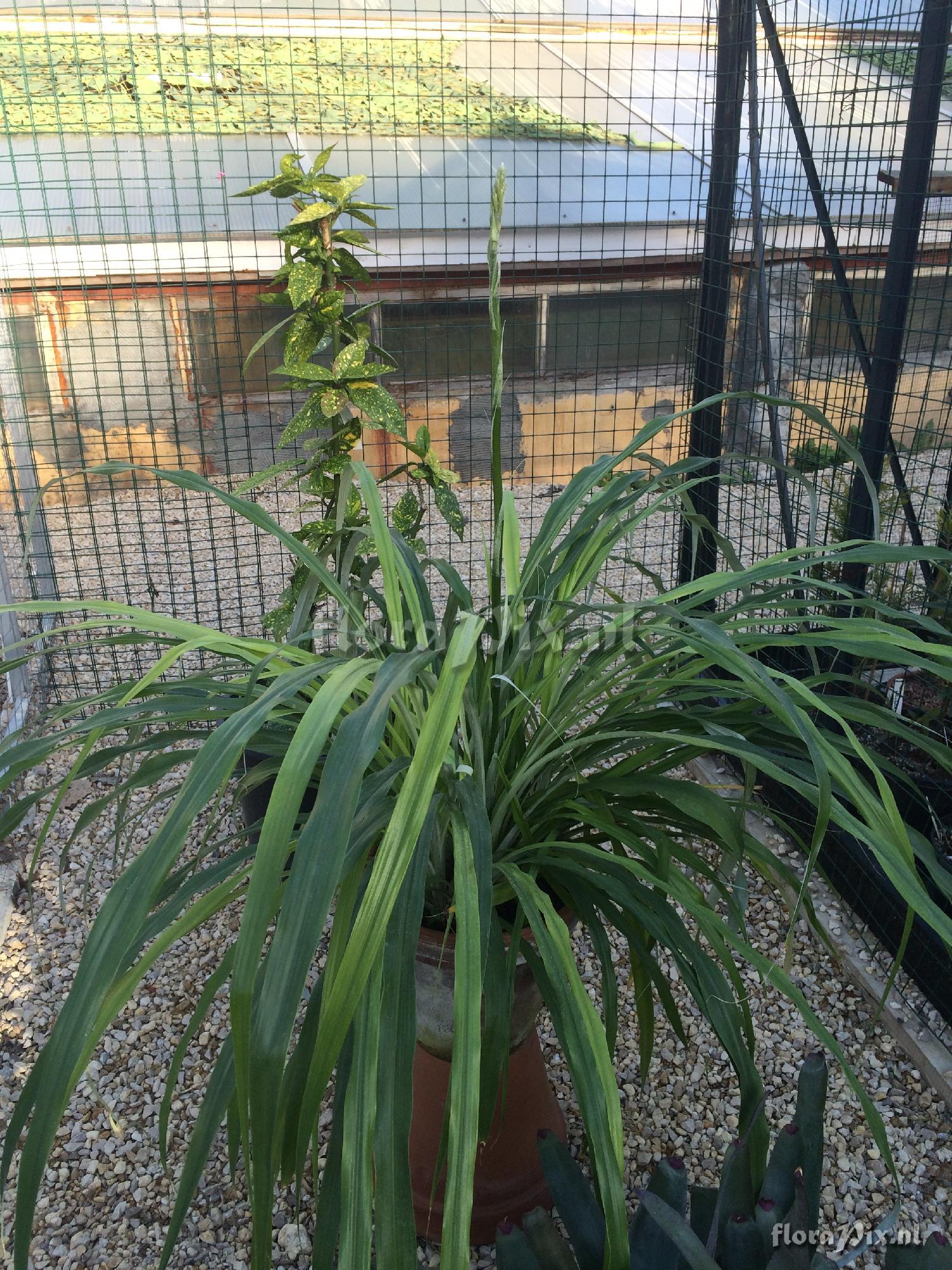 Pitcairnia xanthocalyx