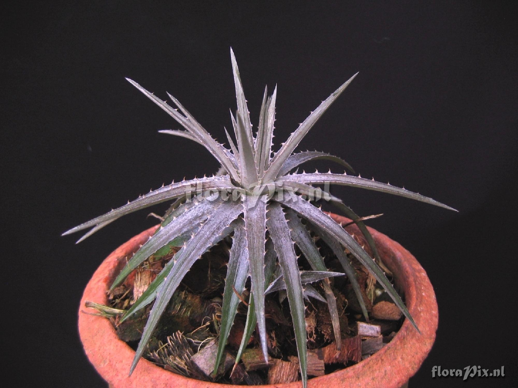 Dyckia linearifolia