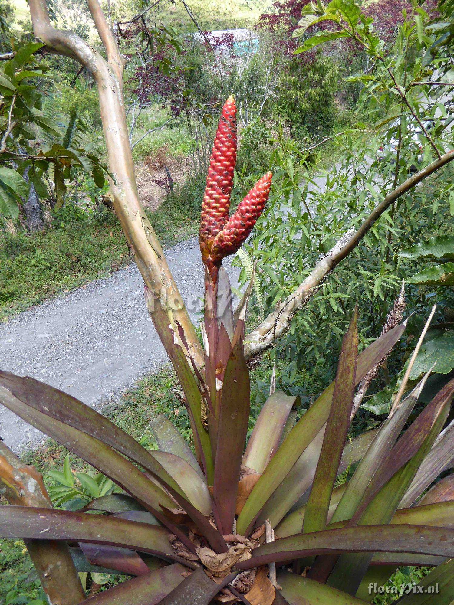 Guzmania bipartita