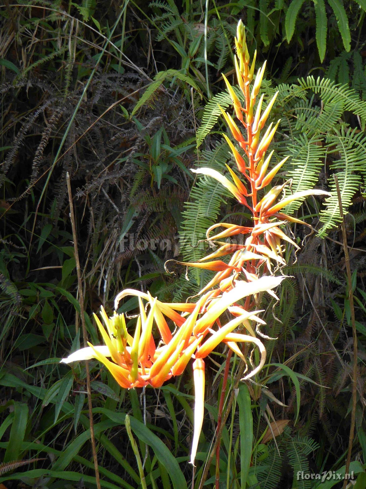 Pitcairnia sp?