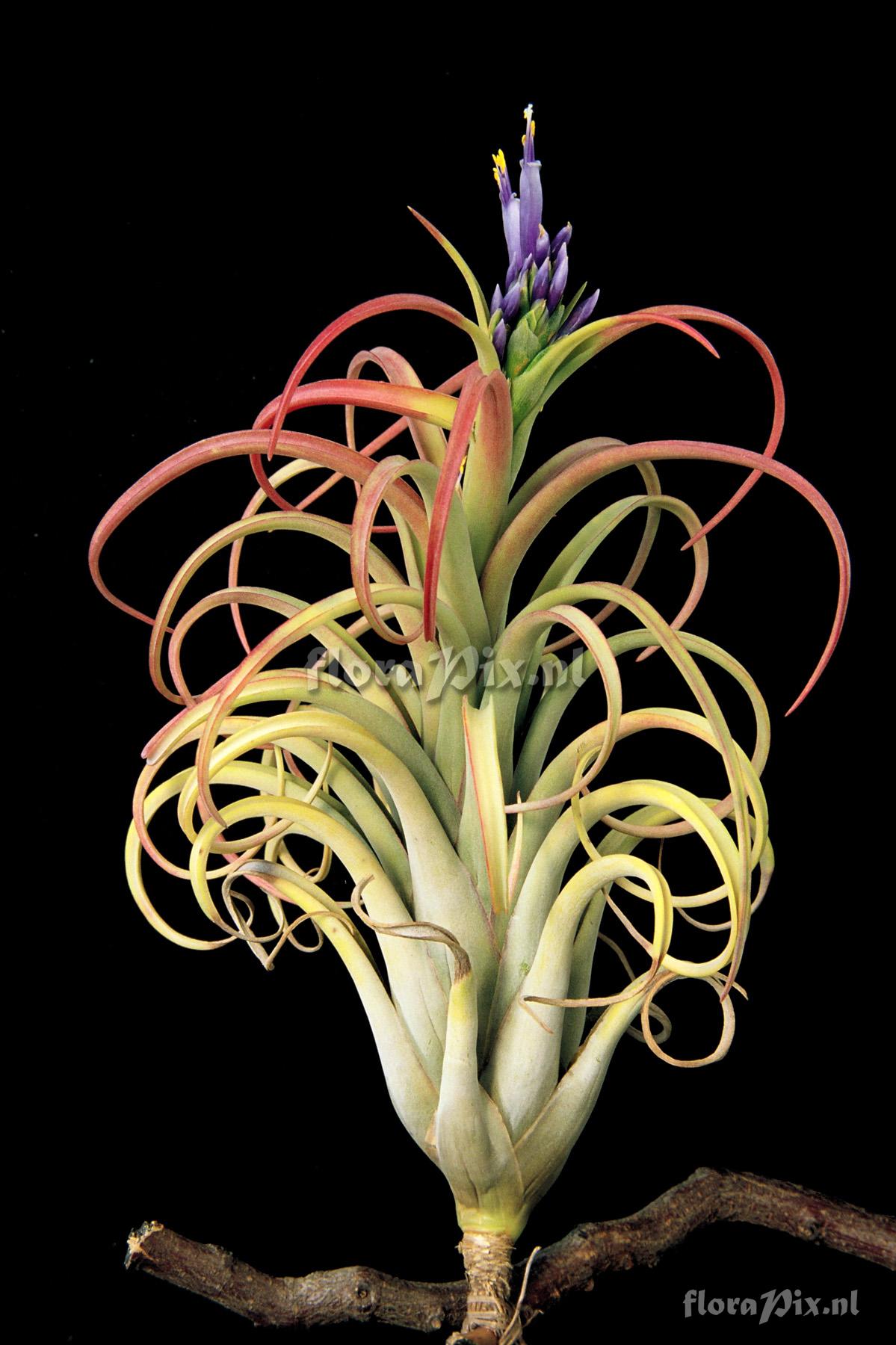 Tillandsia turquinensis