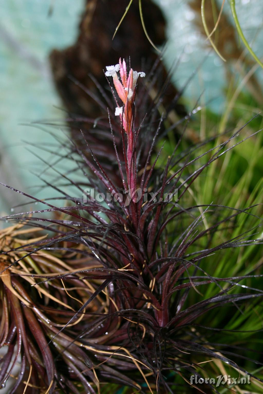 Tillandsia teneufolia var. nigra