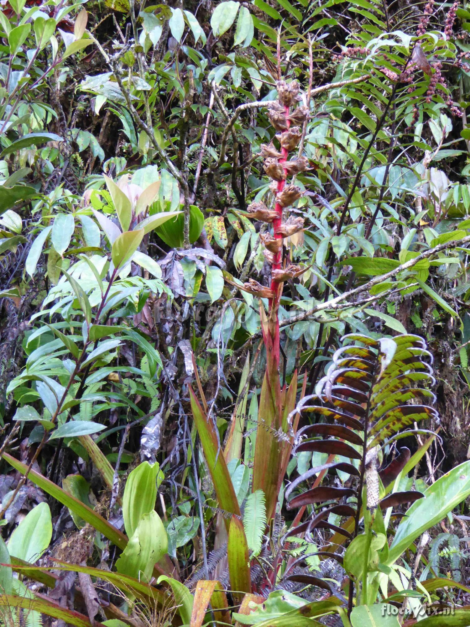 Guzmania virescens ?