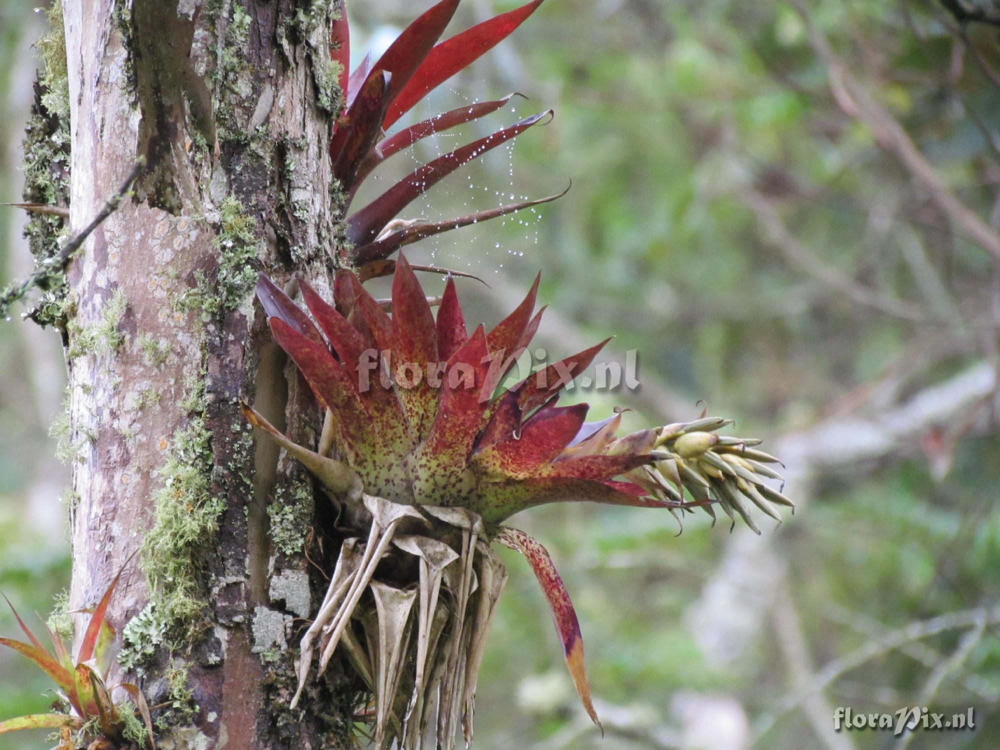 Tillandsia biflora