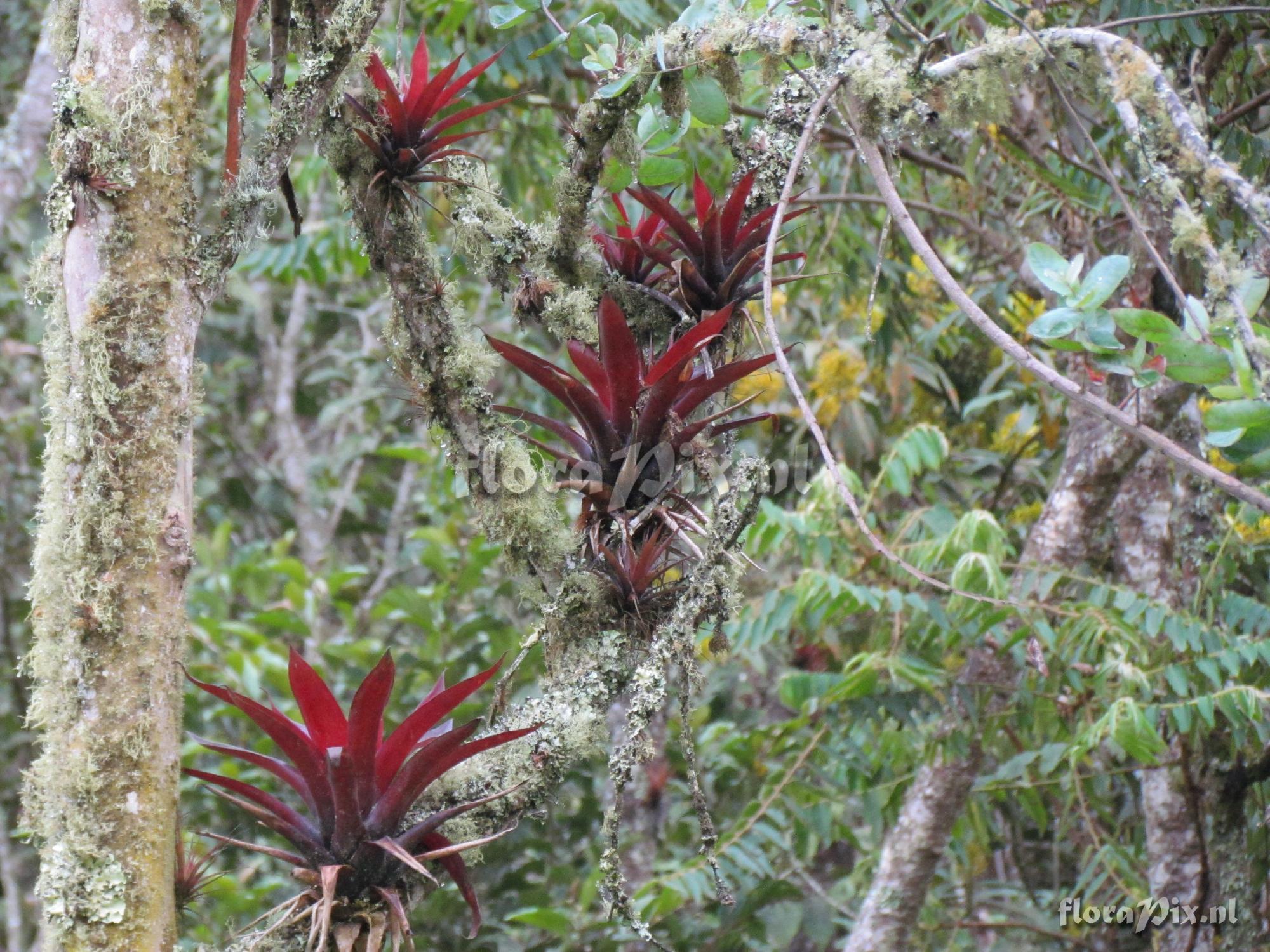 Tillandsia 