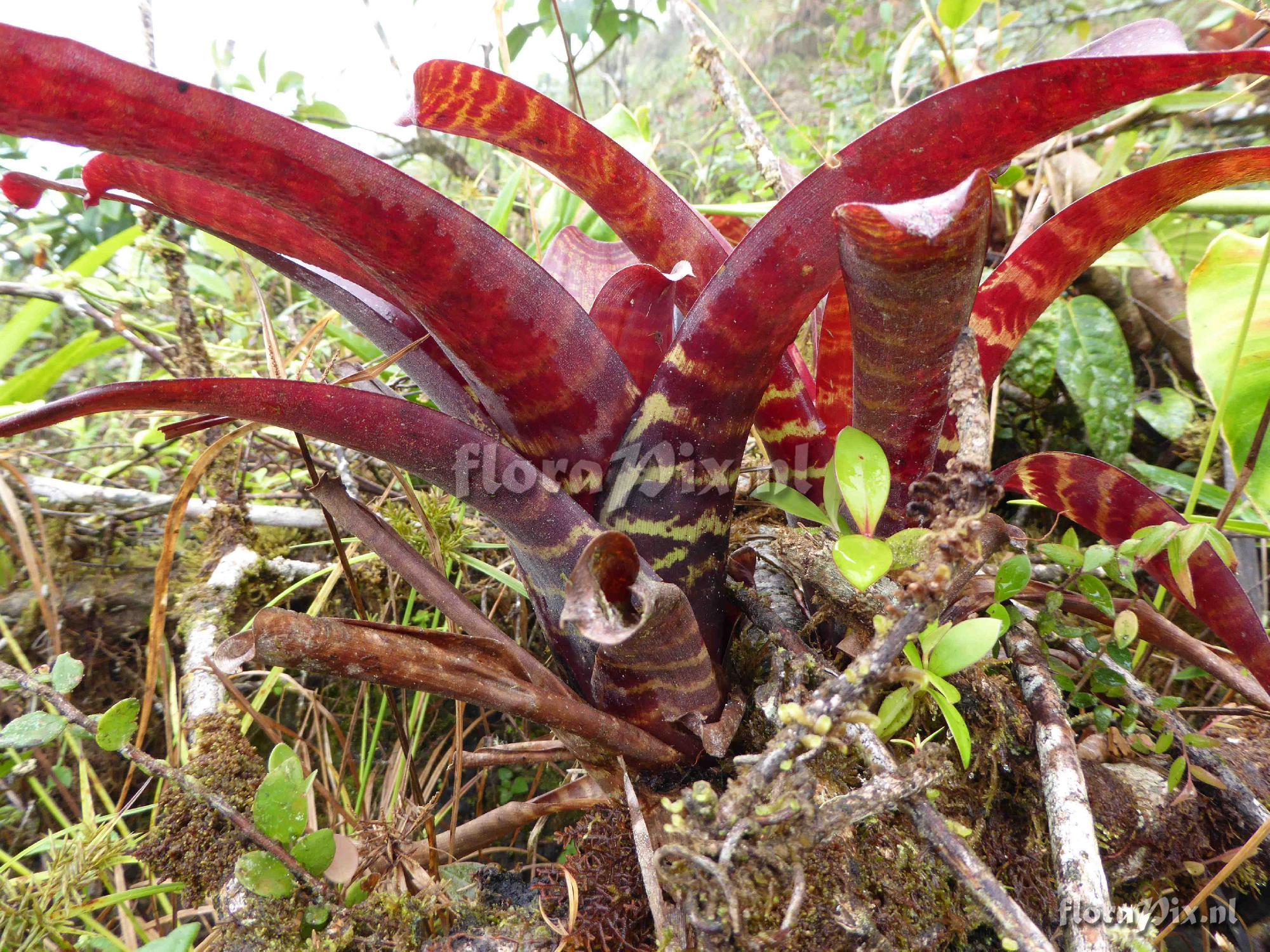 Guzmania pseudospectabilis