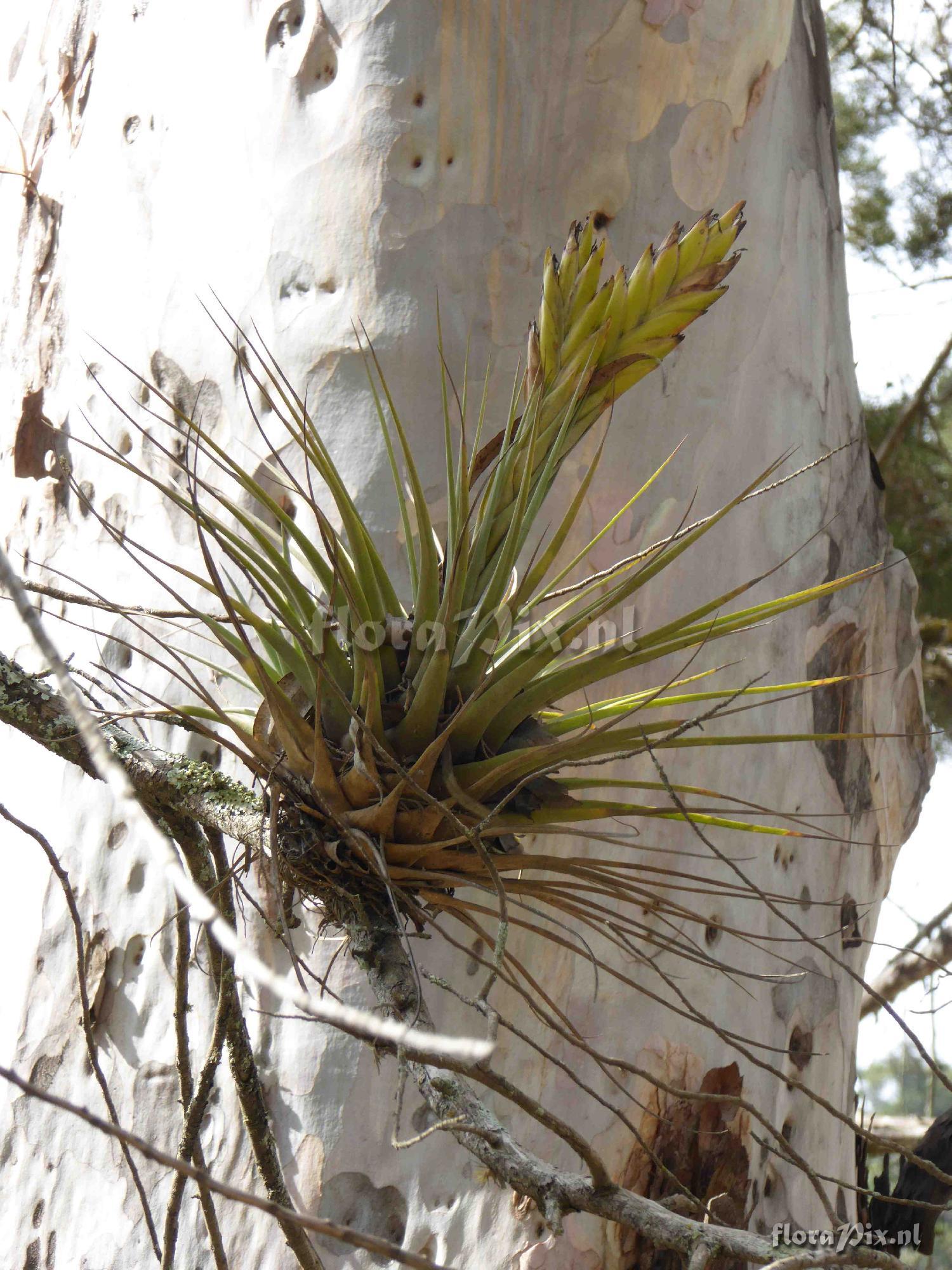 Tillandsia sp?