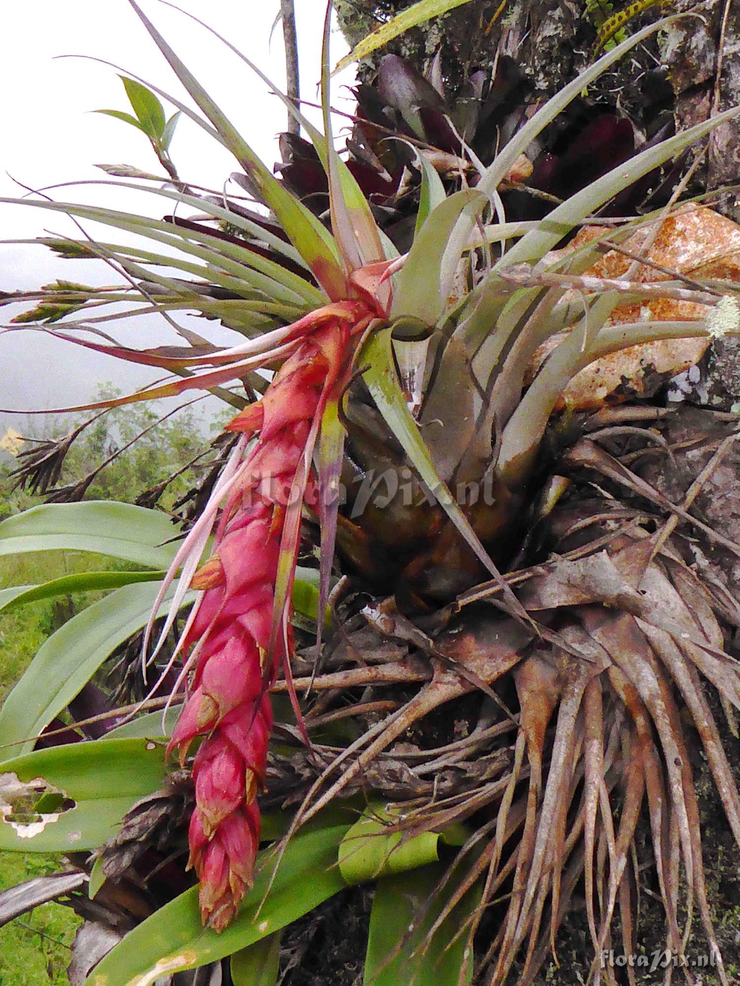 Tillandsia aff. ionochroma