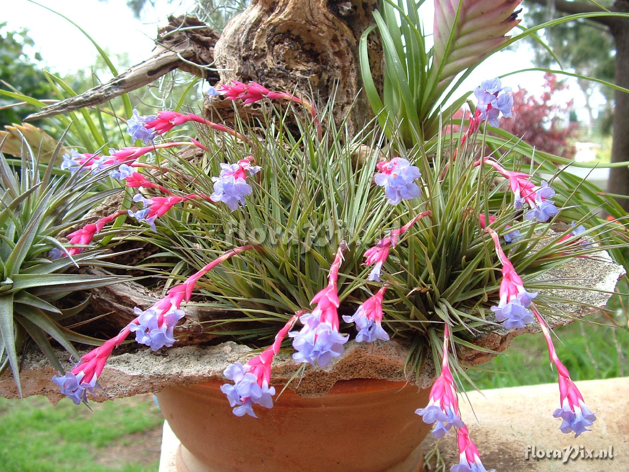 Tillandsia Tenuifolia