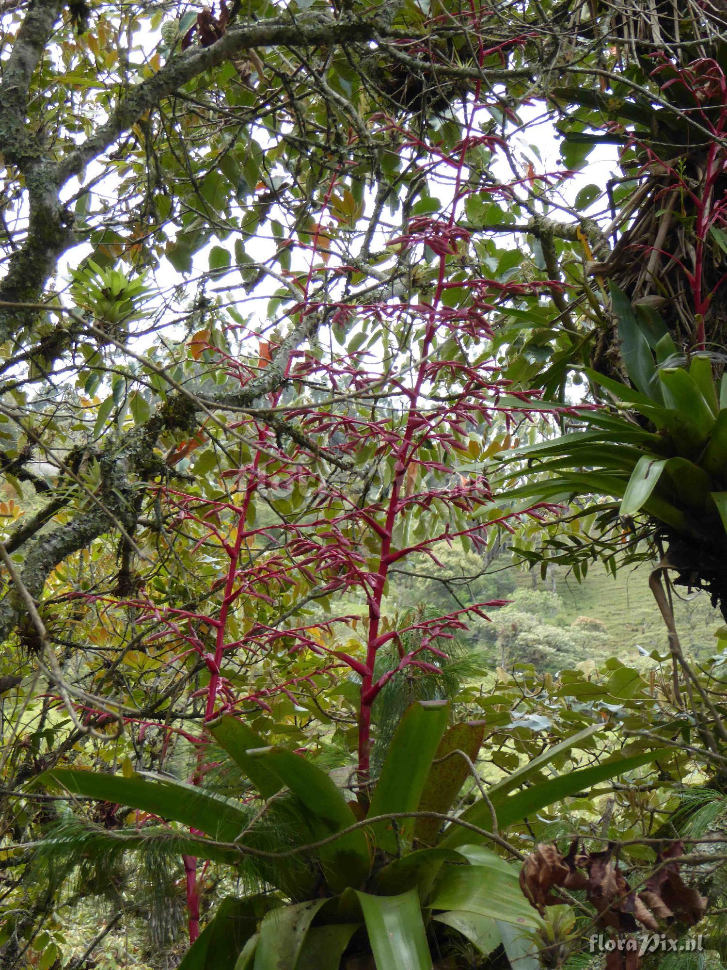 Tillandsia tovarensis