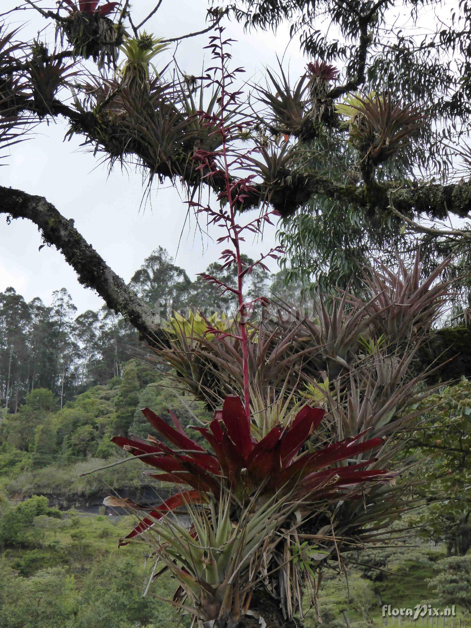 Tillandsia tovarensis