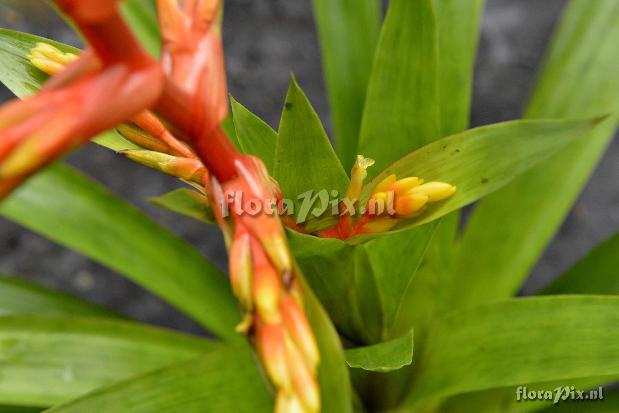 Guzmania 