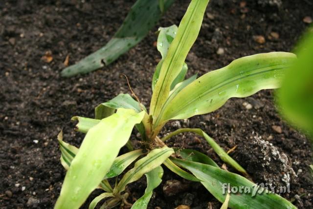 Cryptanthus acaulis var. viridis