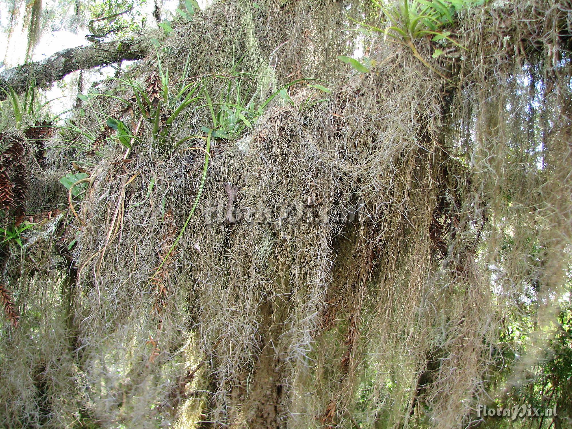 Tillandsia usneoides