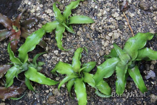 Cryptanthus bromelioides